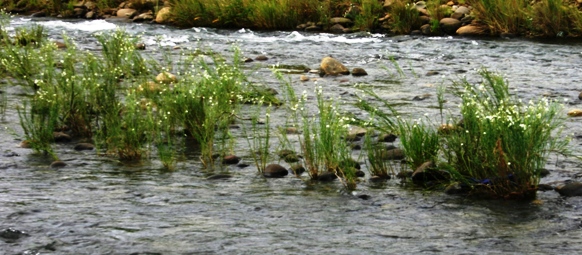 Gomphostigma virgatum in the river at Loteni, Jan 08 